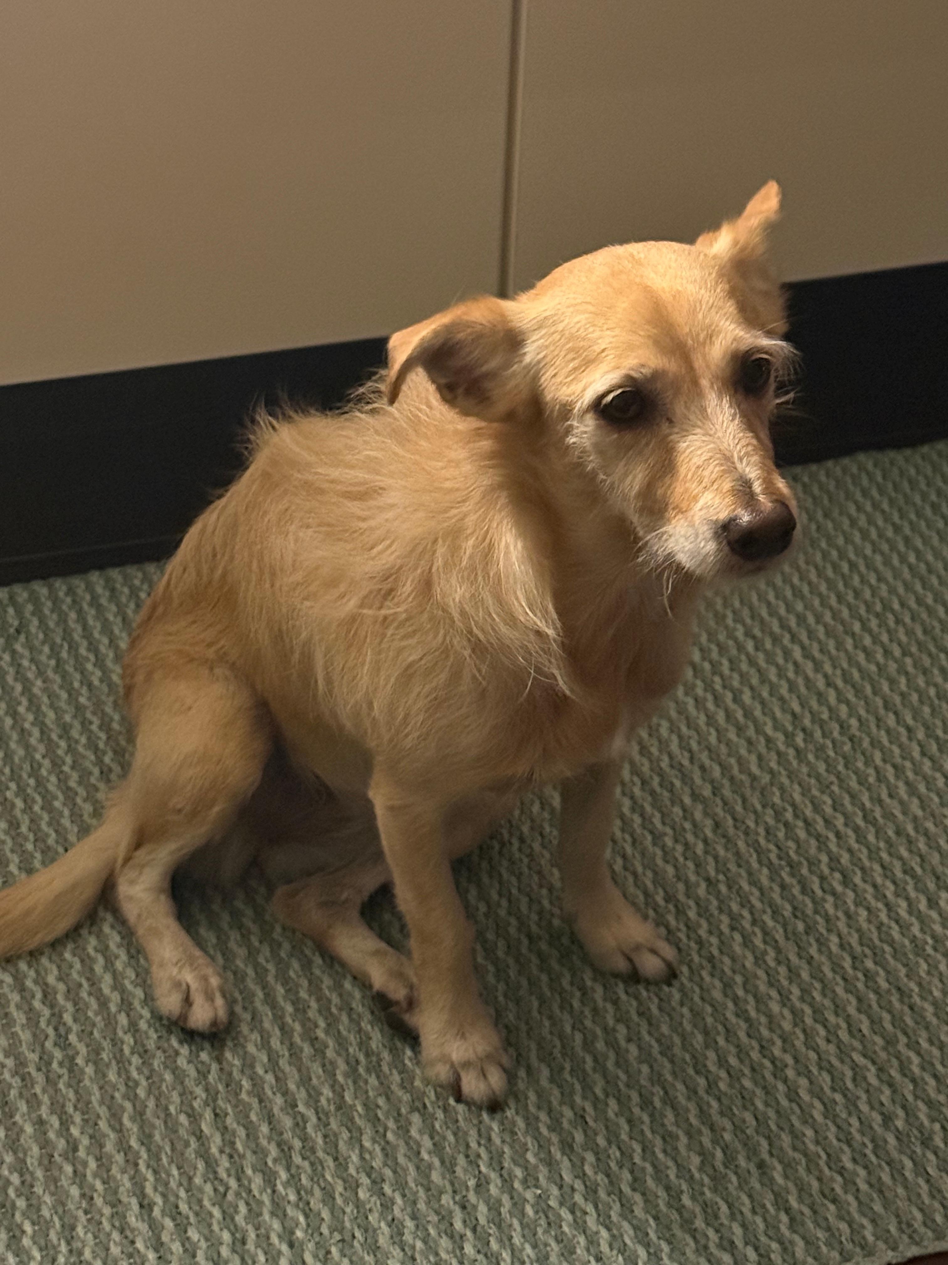 La charmante chienne des proprios