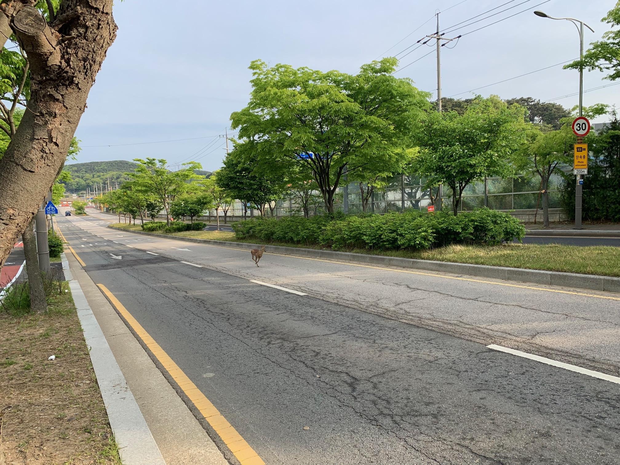 野生の鹿が、道路を走っている様子。ホテルから歩いて30分くらいの箇所。