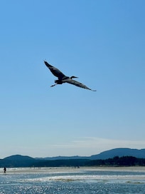 Blue heron