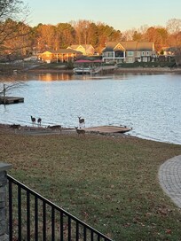 Our early morning visitors.