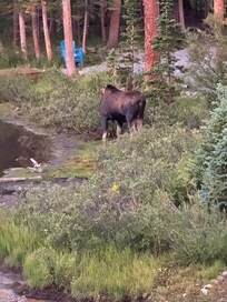 right next to the cabin, MOOSE!