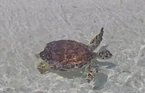 First time seeing a sea turtle in the wild!