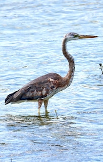 Rare color variation of Great Blue Heron - seen from the road by the house