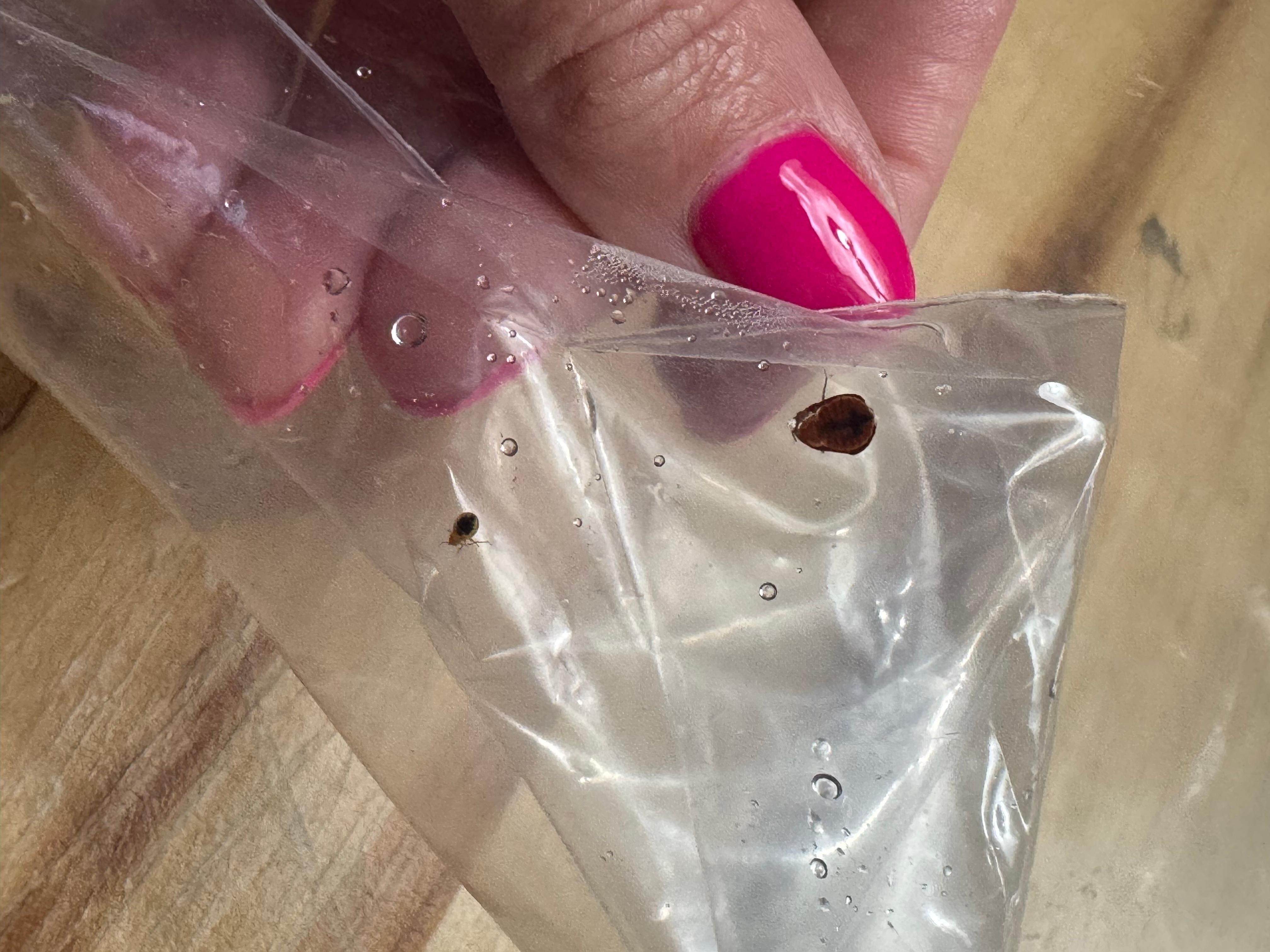 Bed bug