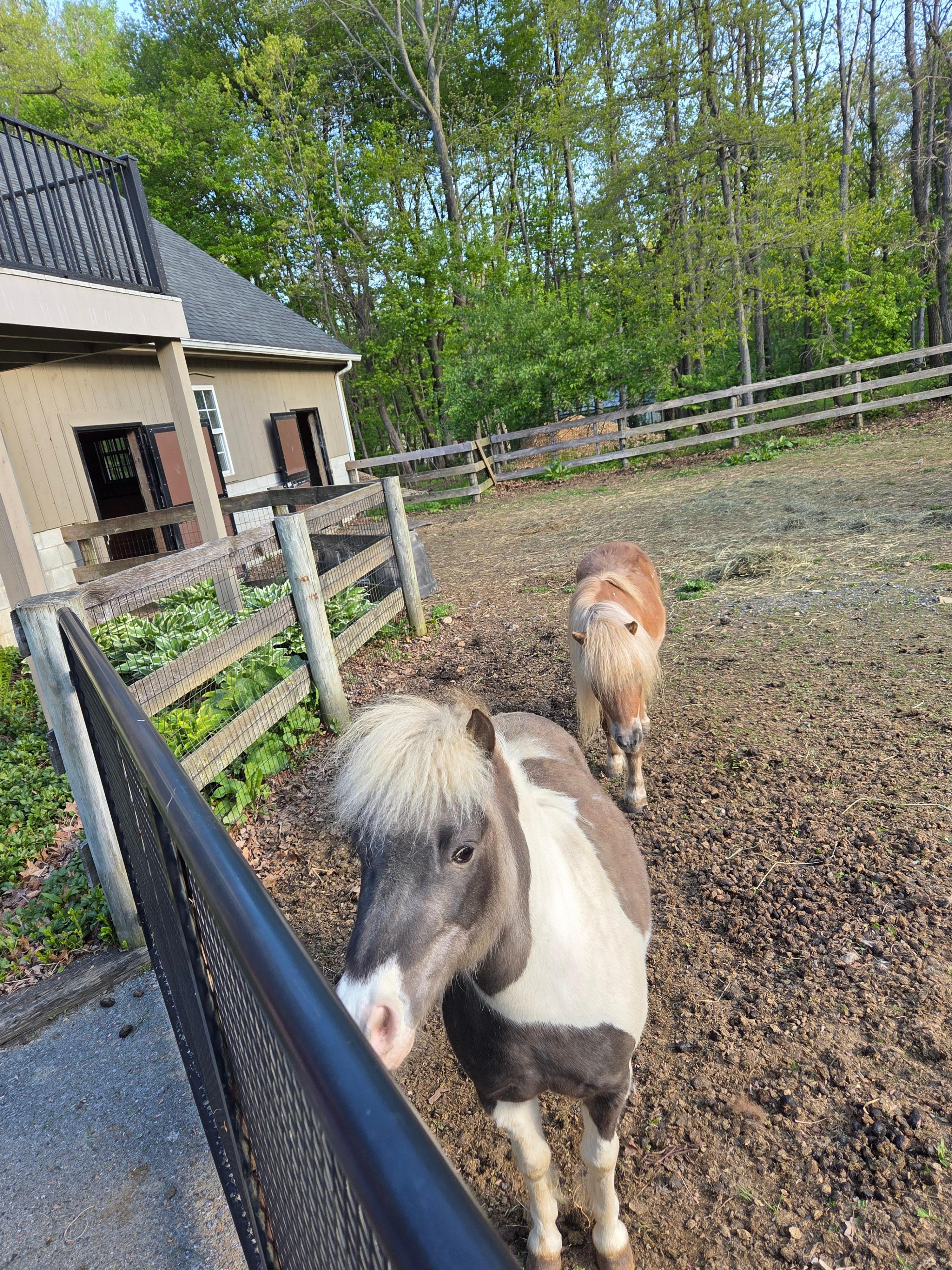 Shetland ponies in backyard barn 
