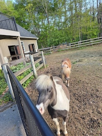 Shetland ponies in backyard barn