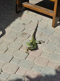 Iguanas!