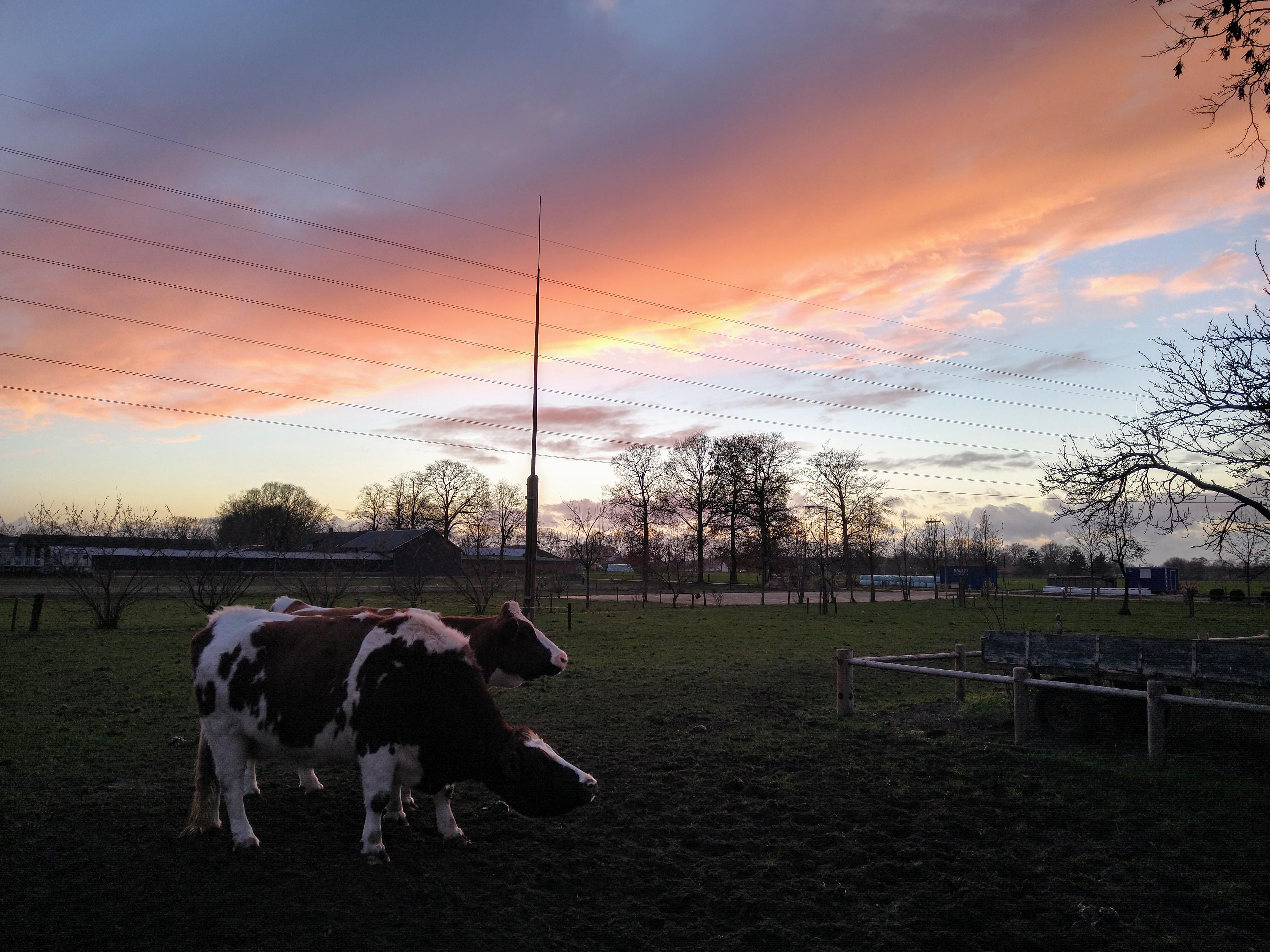 Boerenlandschap rond Den Heijkant