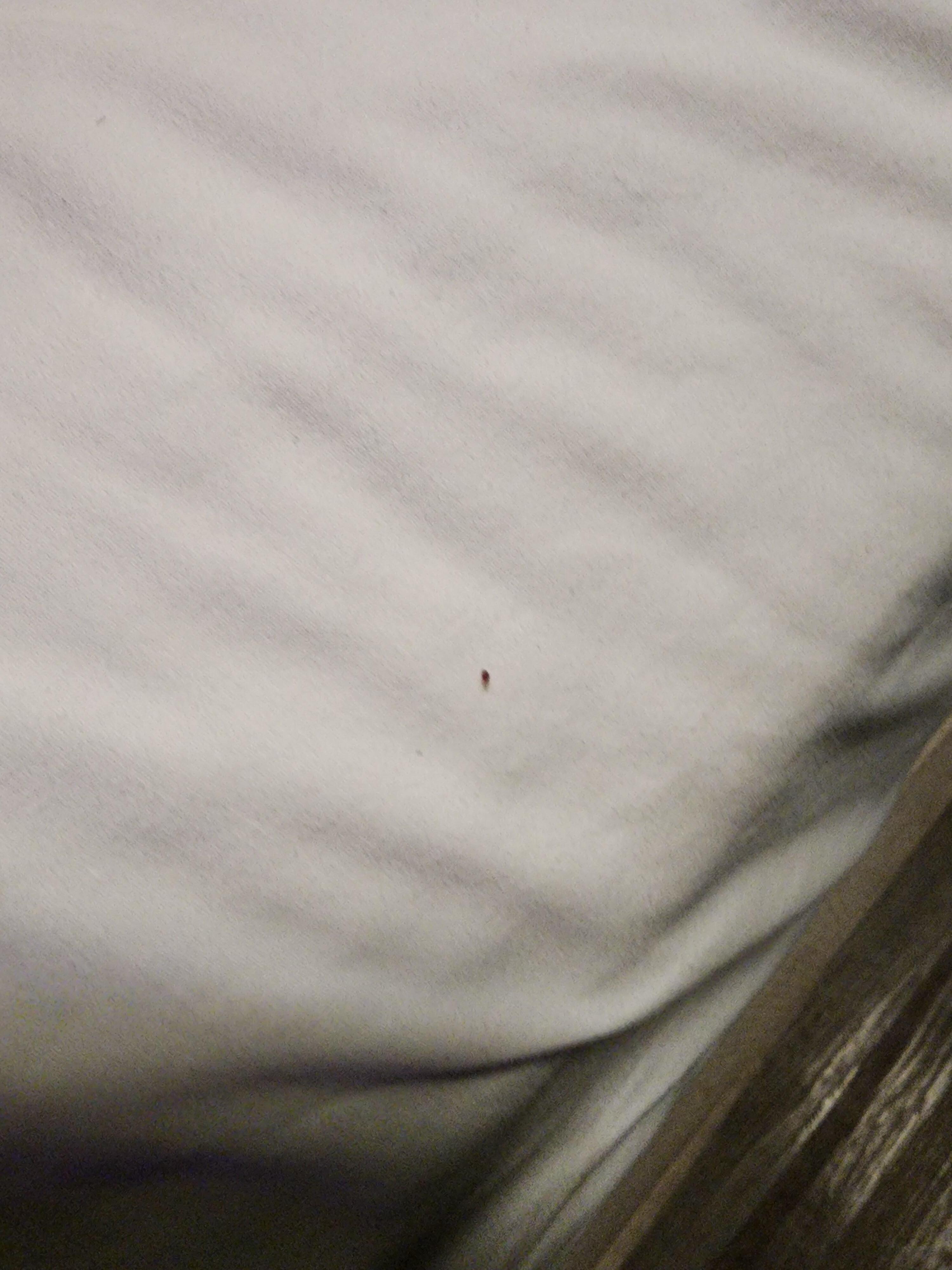 Bed bugs