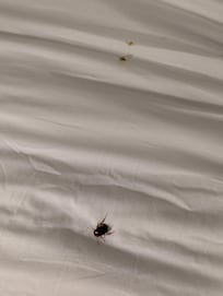 The cockroach that ran up and down my face awaking me at 1:15 AM.