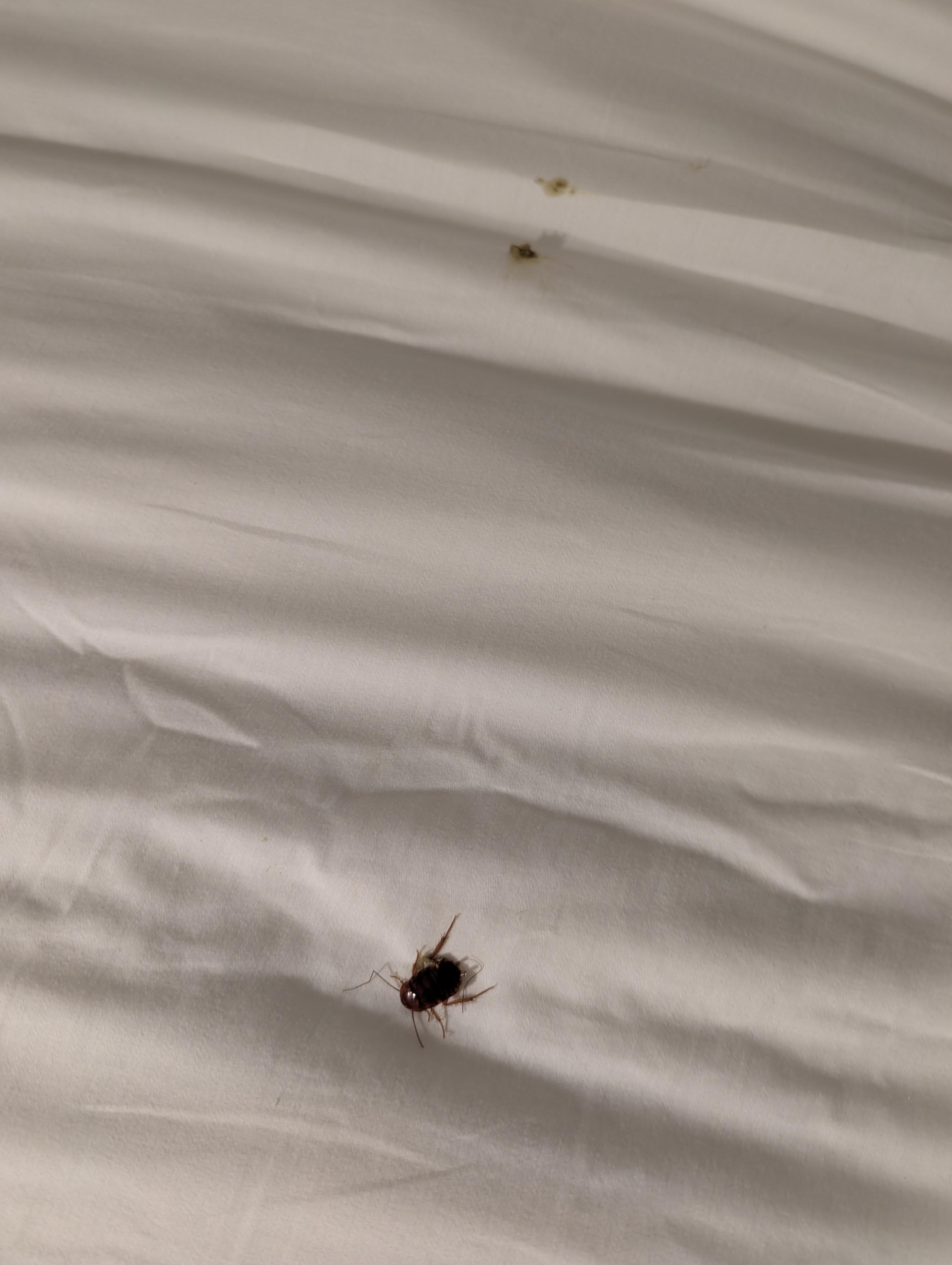 The cockroach that ran up and down my face awaking me at 1:15 AM.