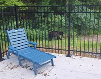 Bear up by the communal pool. Minding his own business.