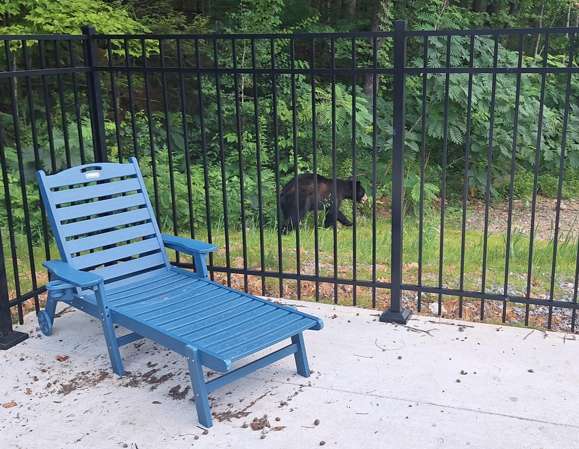 Bear up by the communal pool. Minding his own business. 
