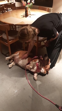 Our dog met the restaurant staff right before closing