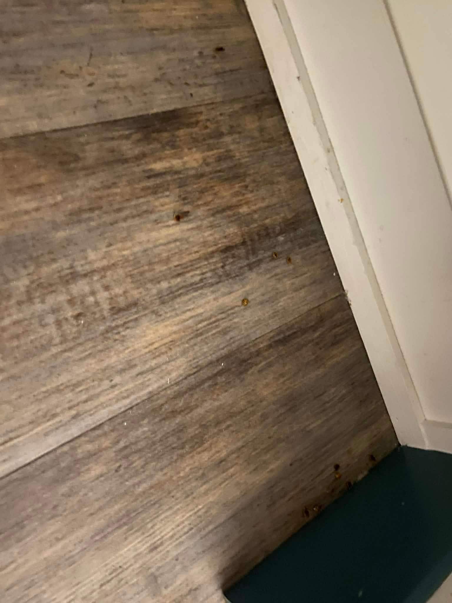 Dead bugs on the ground 