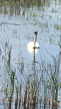 At nearby Wildlife Preserve