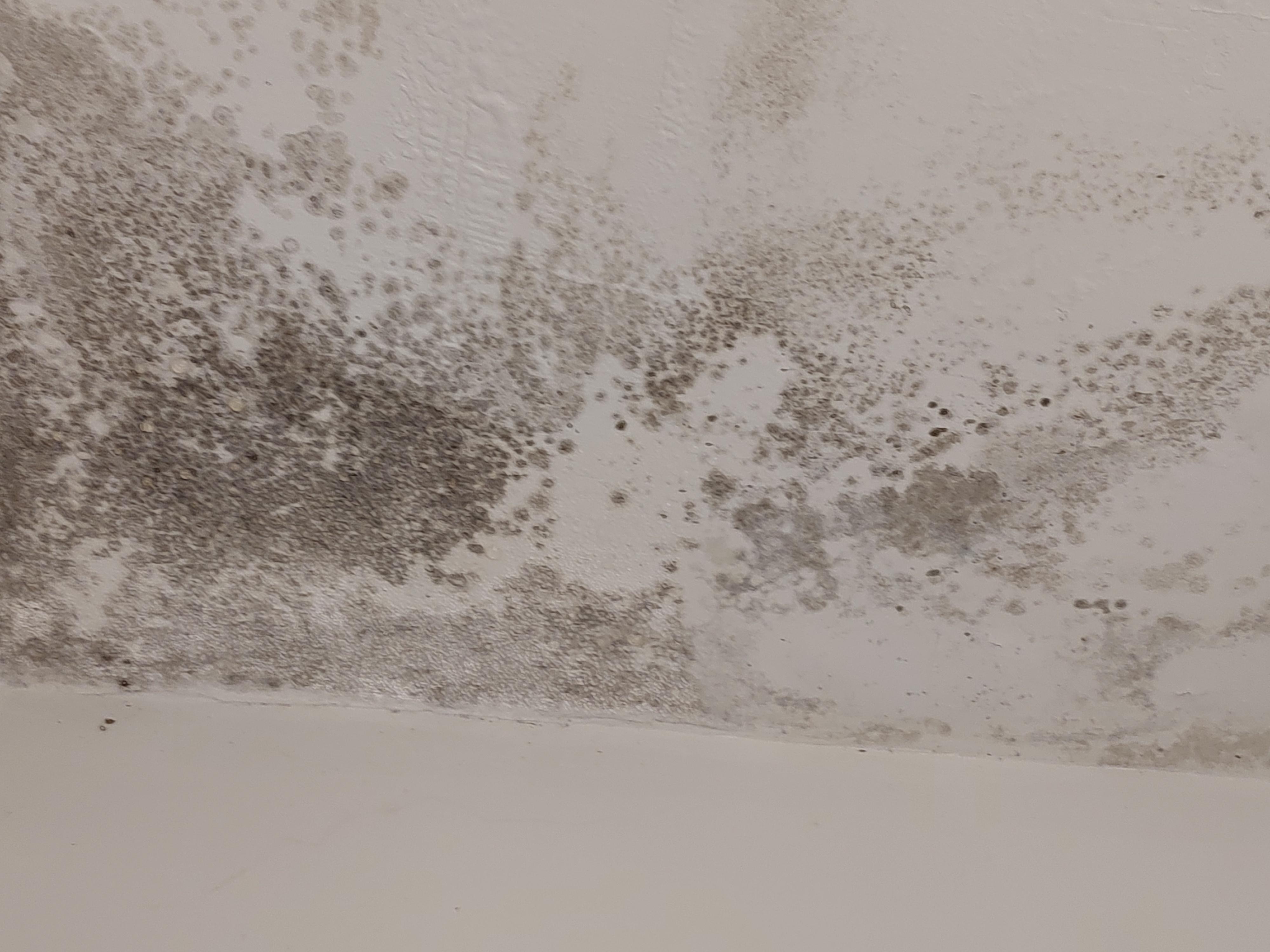 Mold in bathroom ceiling