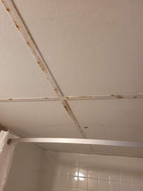 Rust and mold on the drop ceiling in the bathroom.