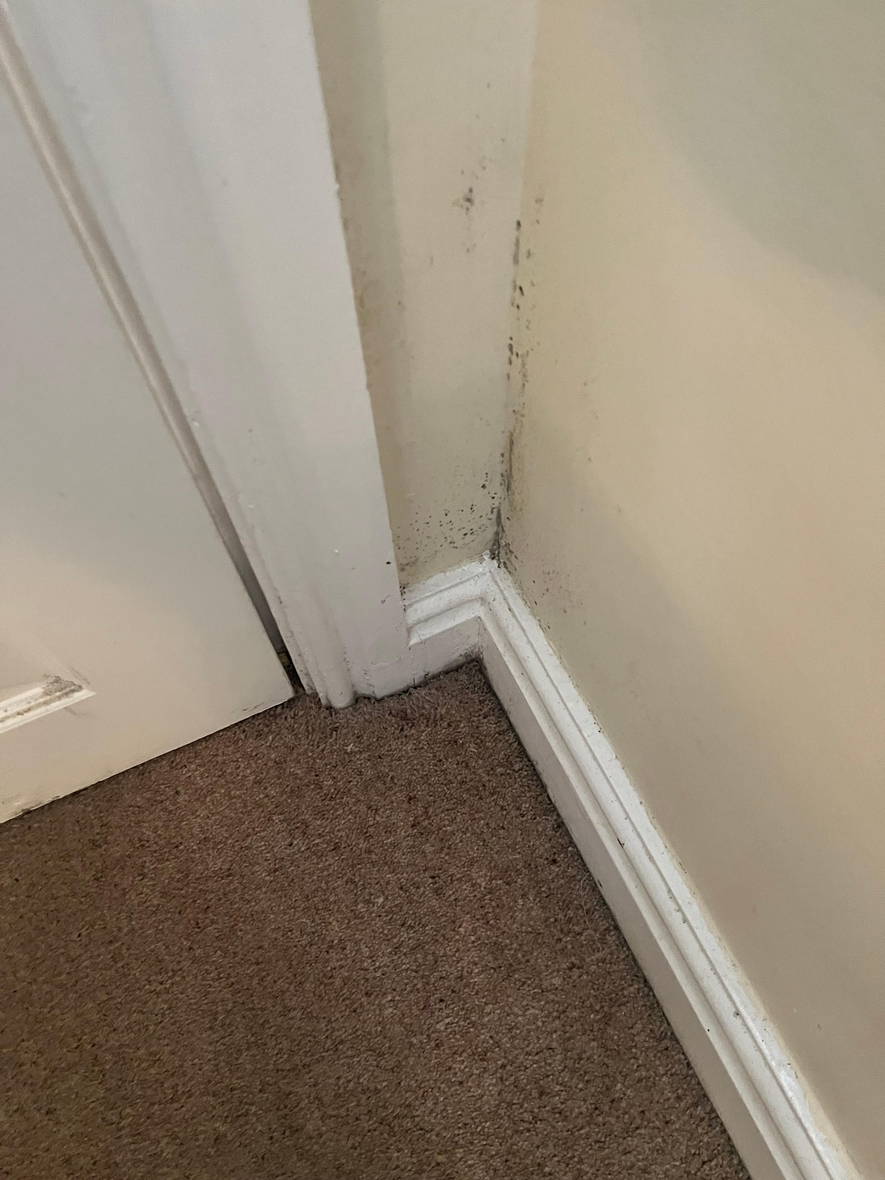 Mold in room