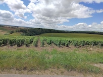 Vinmark ved Sancerre