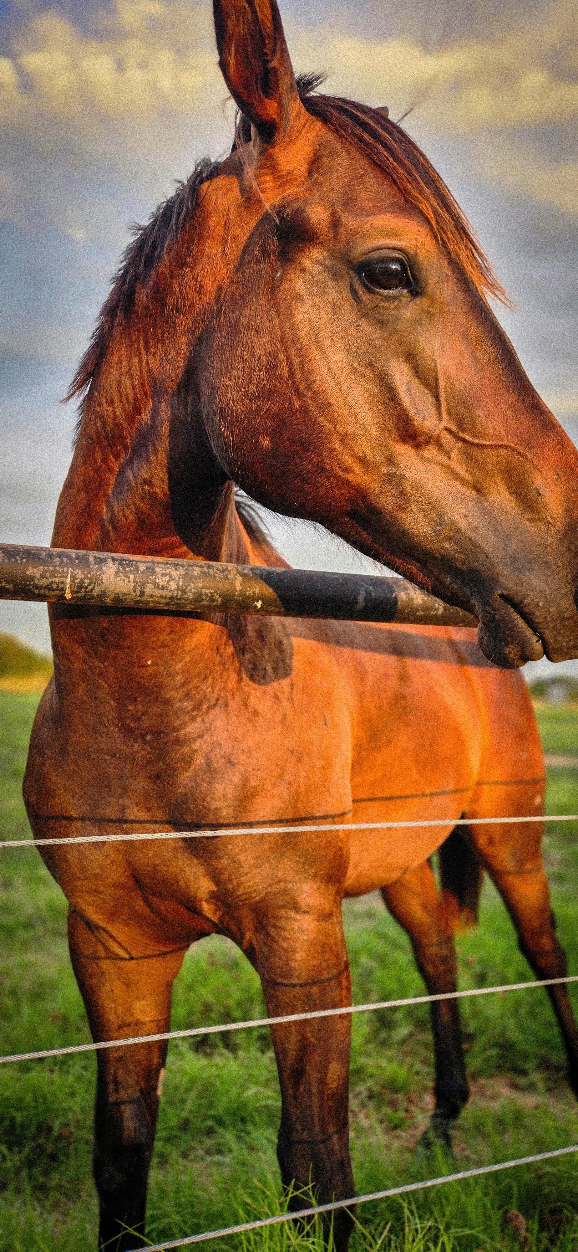 One of the beautiful horses that hangs out in the pasture nearest the rental.
