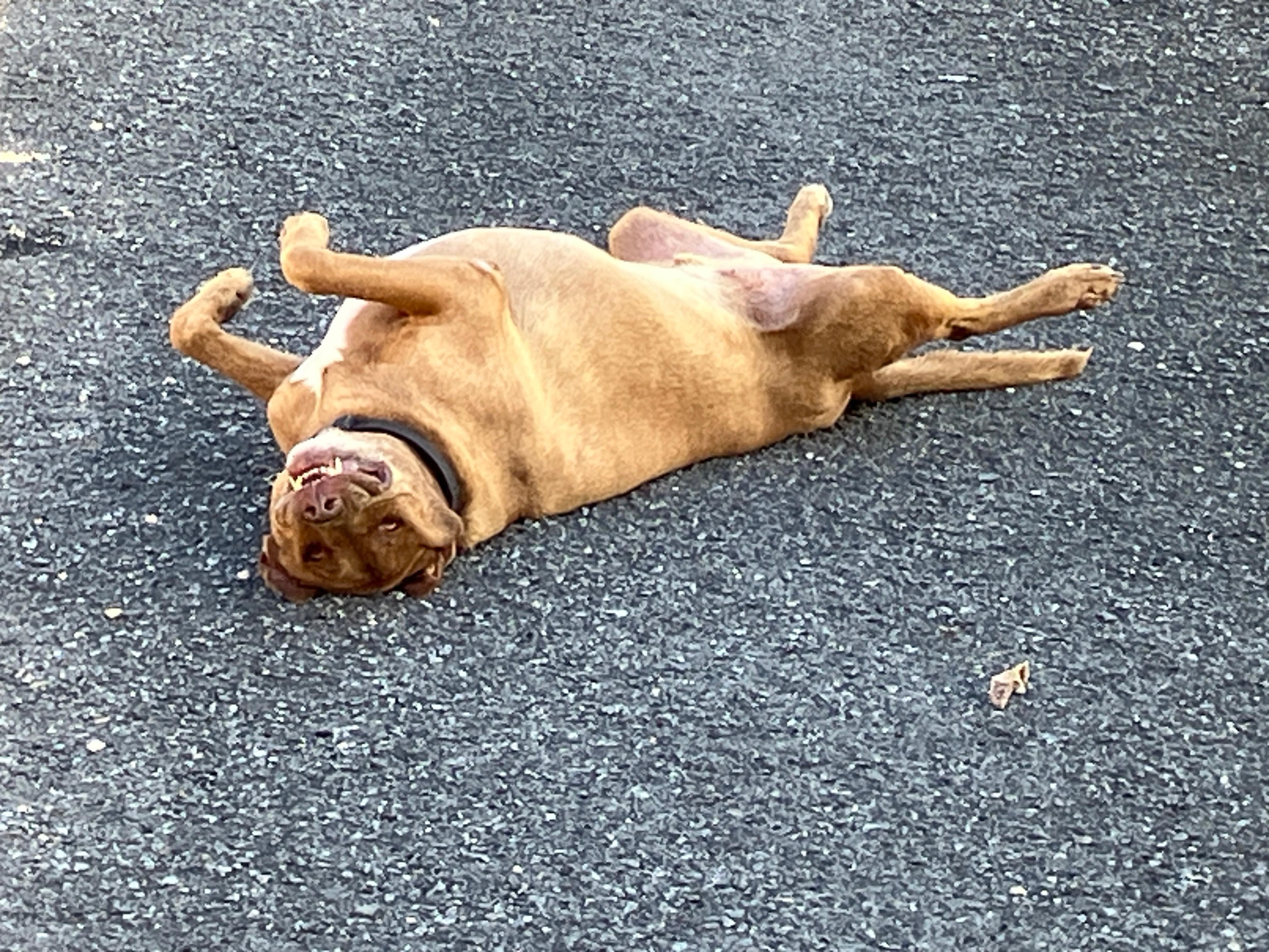 Doggie soaking up the warmth on pavement 