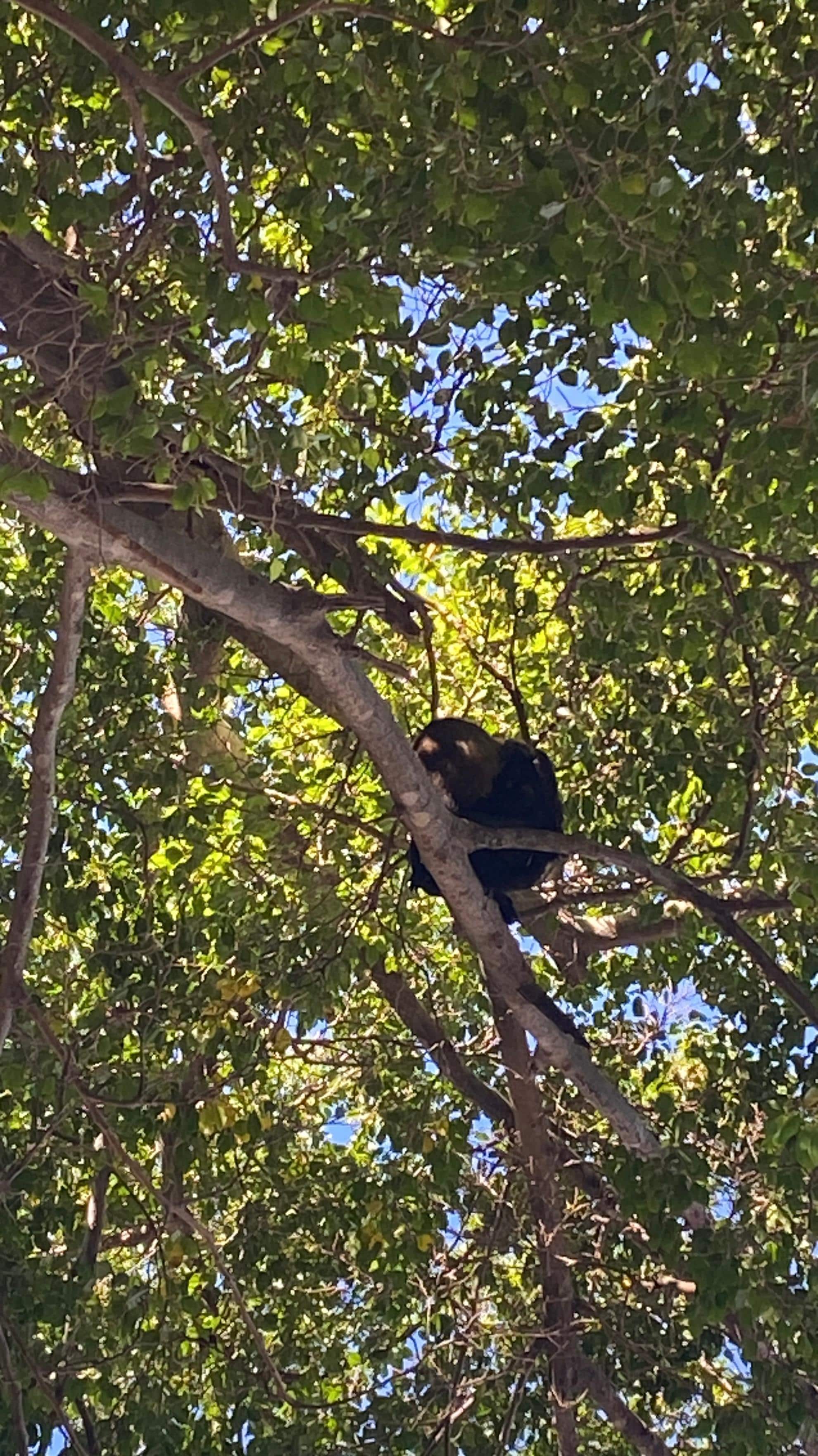 A howler monkey above the pool area 