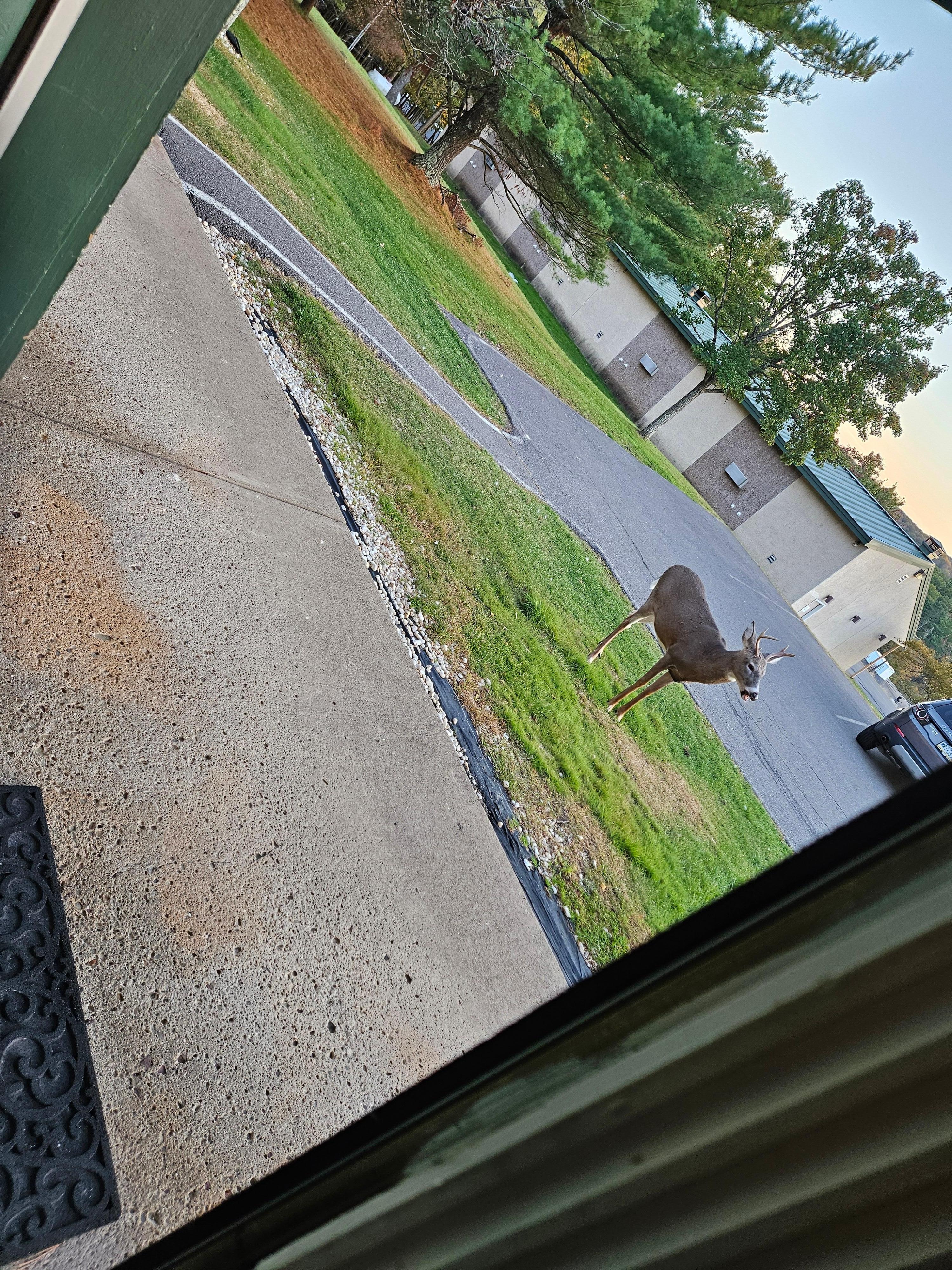 Deer right outside room