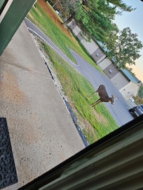 Deer right outside room