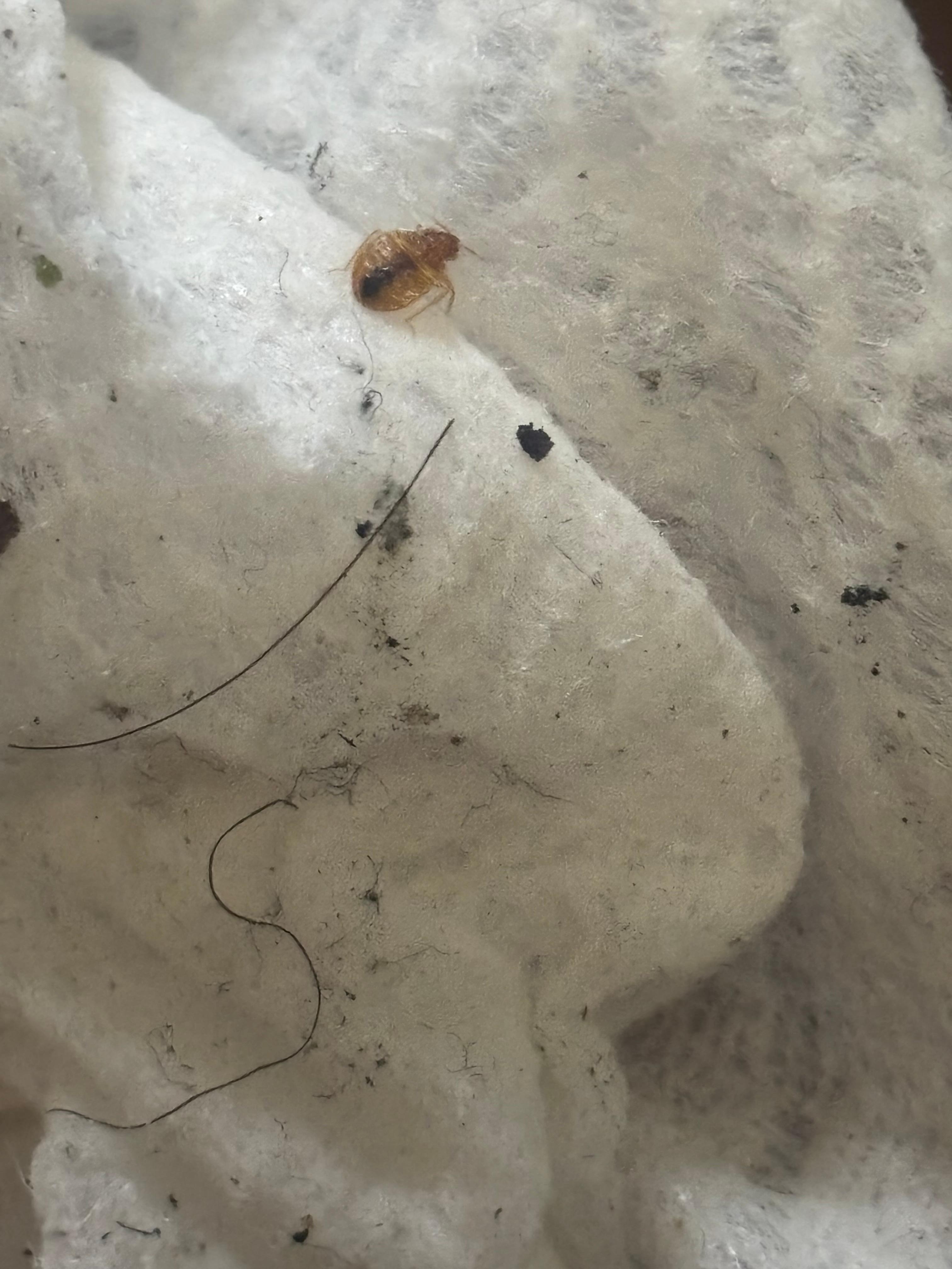 Just nasty are they!!!!! Then on top of that do not put your card in the vending machine it will steal your money. I wanted a monster it costed 5.80 and I never got it because the machine was acting up!!! 