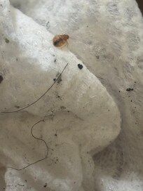 Just nasty are they!!!!! Then on top of that do not put your card in the vending machine it will steal your money. I wanted a monster it costed 5.80 and I never got it because the machine was acting up!!!