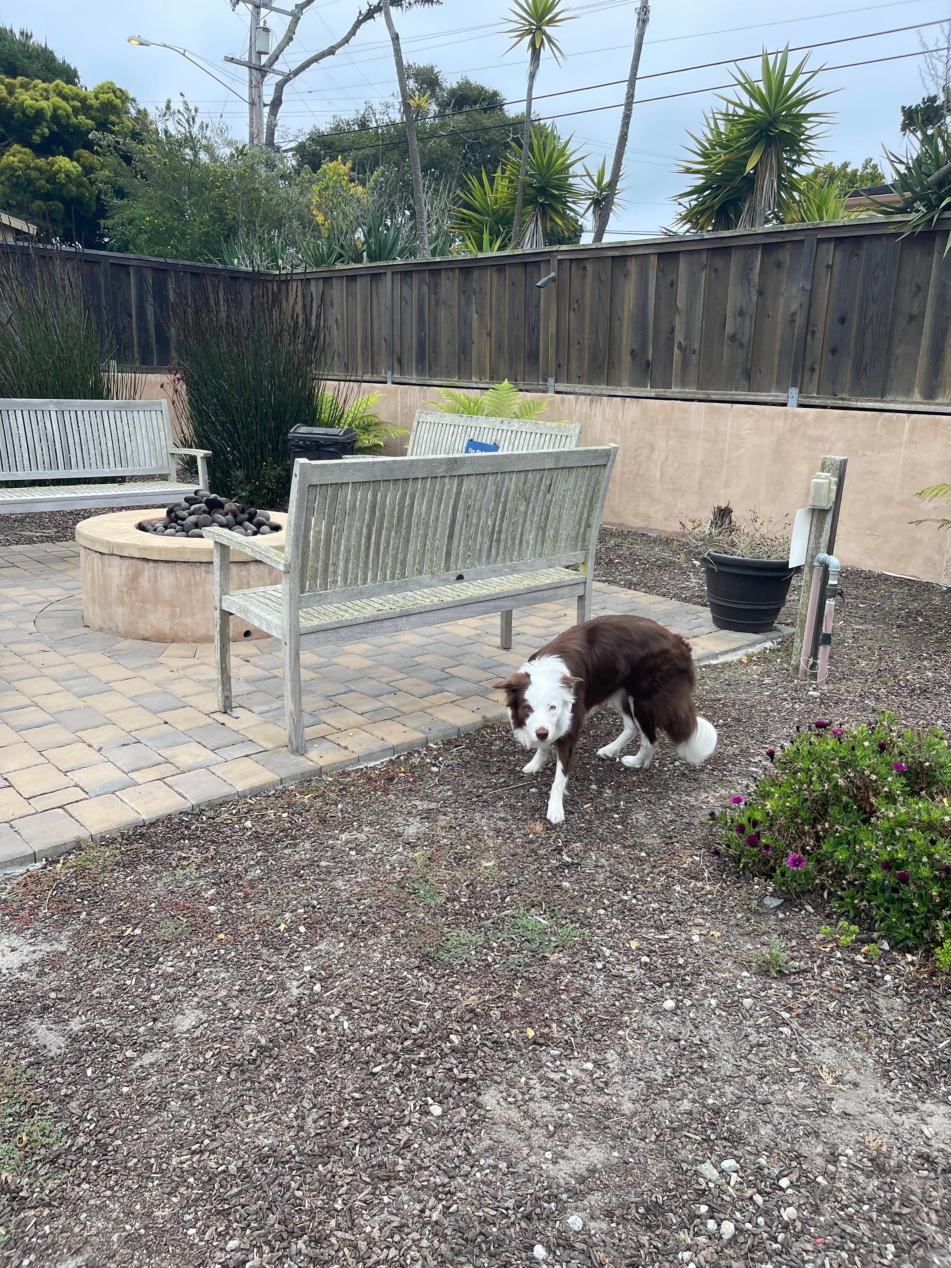 My dog exploring outside