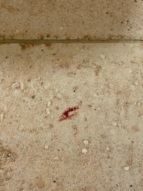 Blood on floor