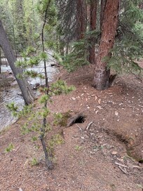 Wandering the back yard