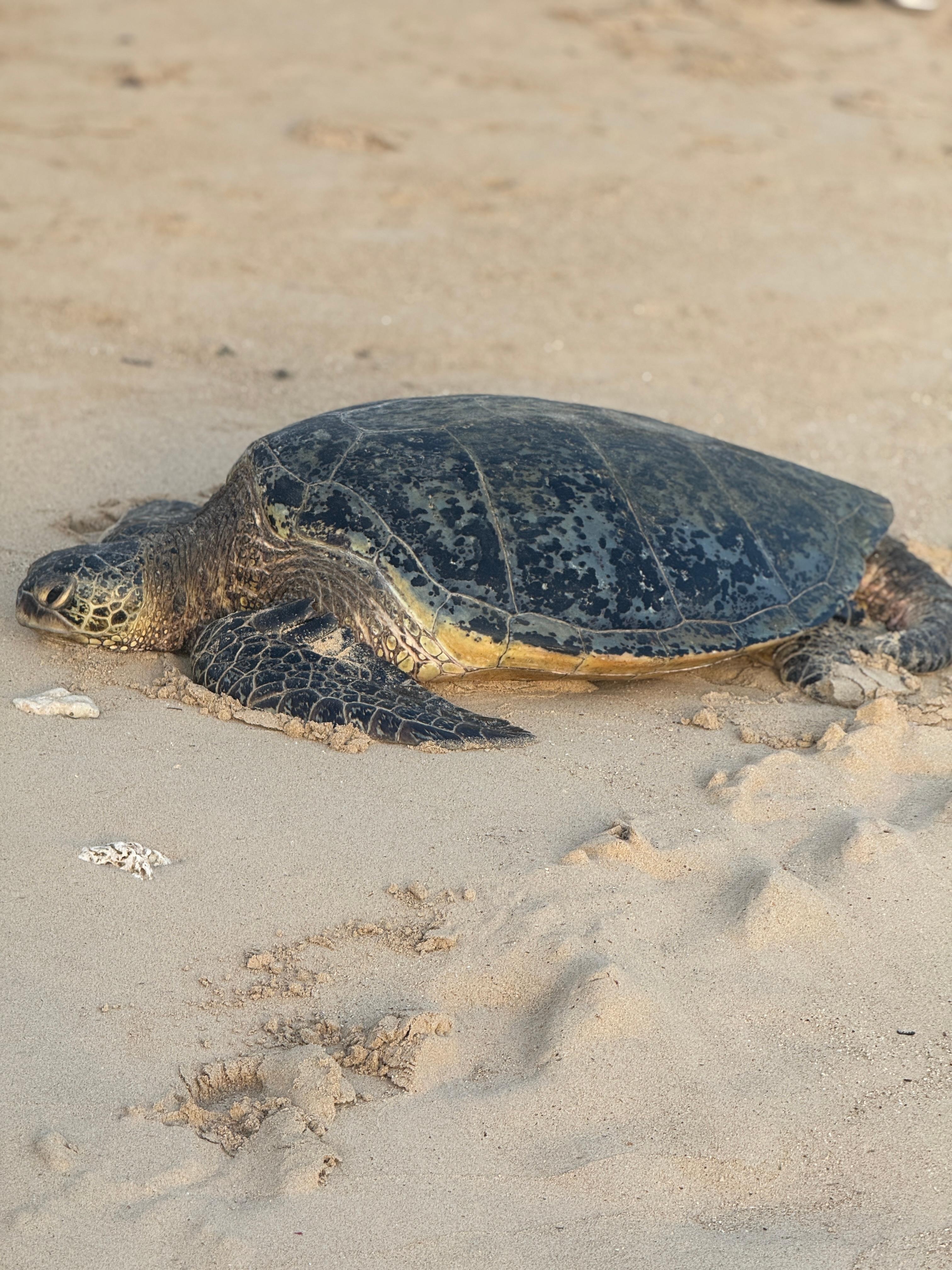 Turtle on the beach around 6am 