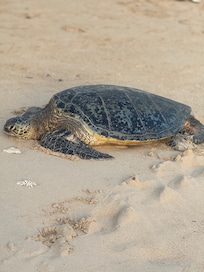 Turtle on the beach around 6am