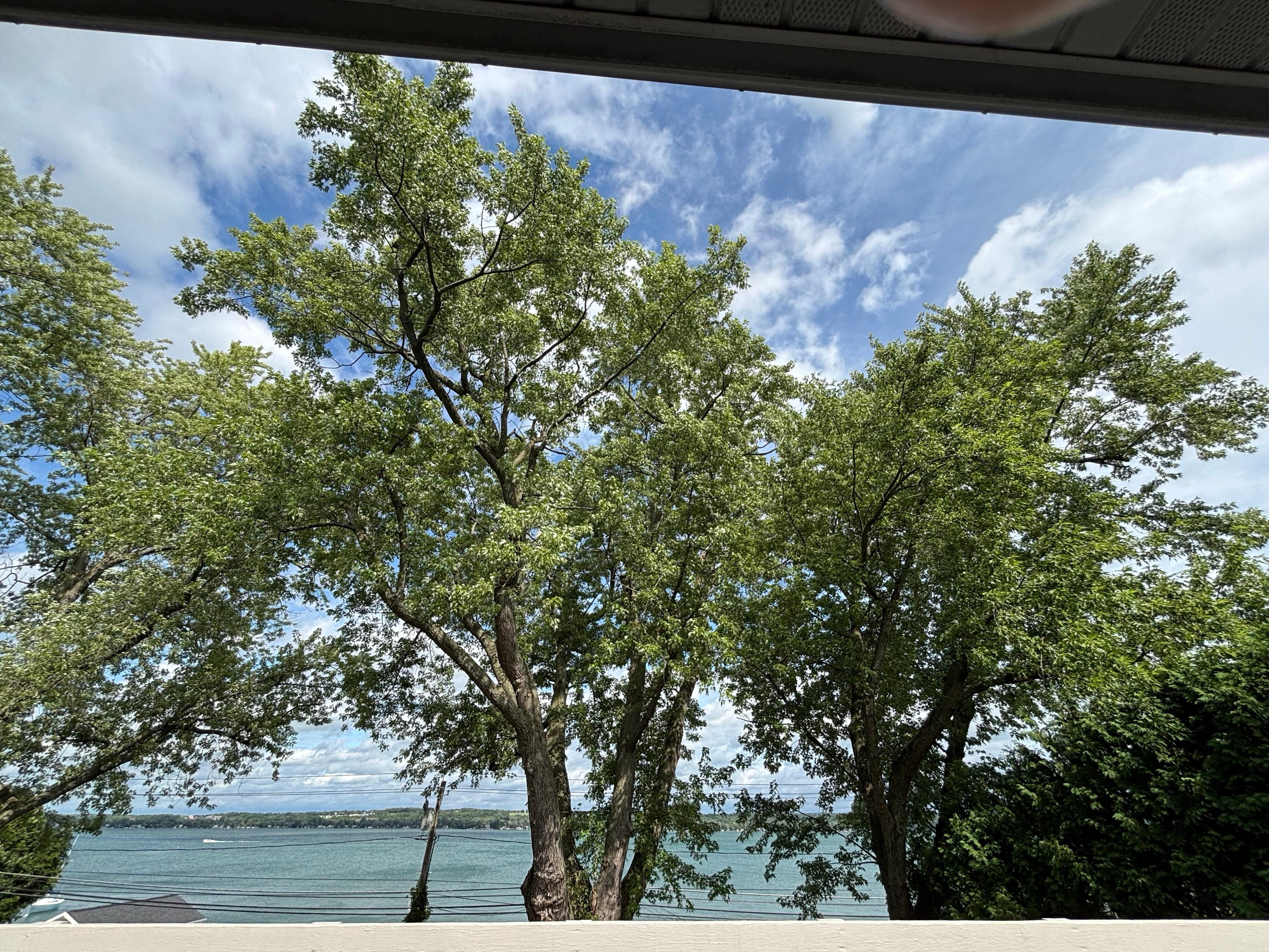 The beautiful silver maple trees