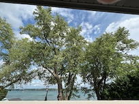 The beautiful silver maple trees