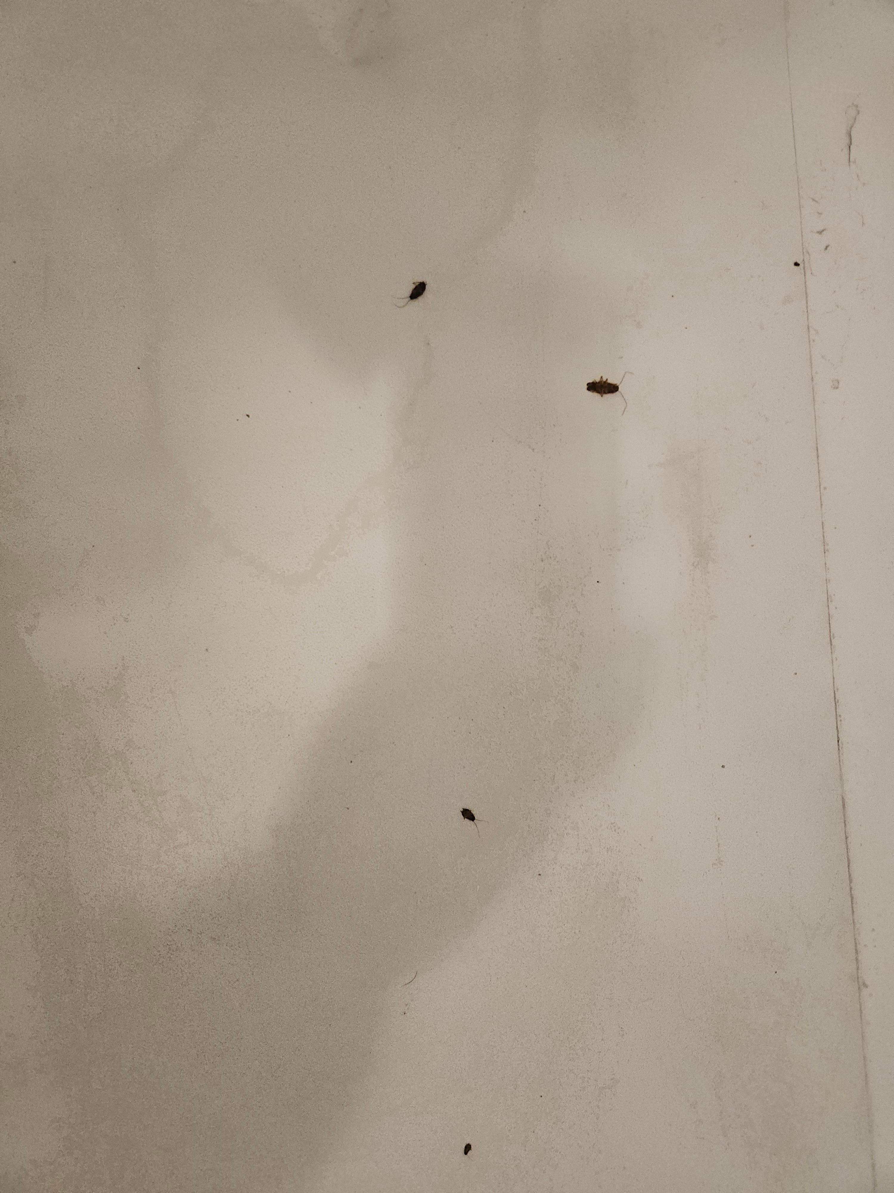 Cockroaches everywhere.
