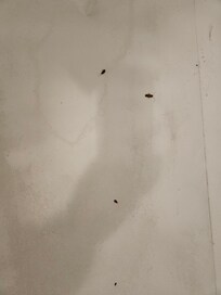 Cockroaches everywhere.