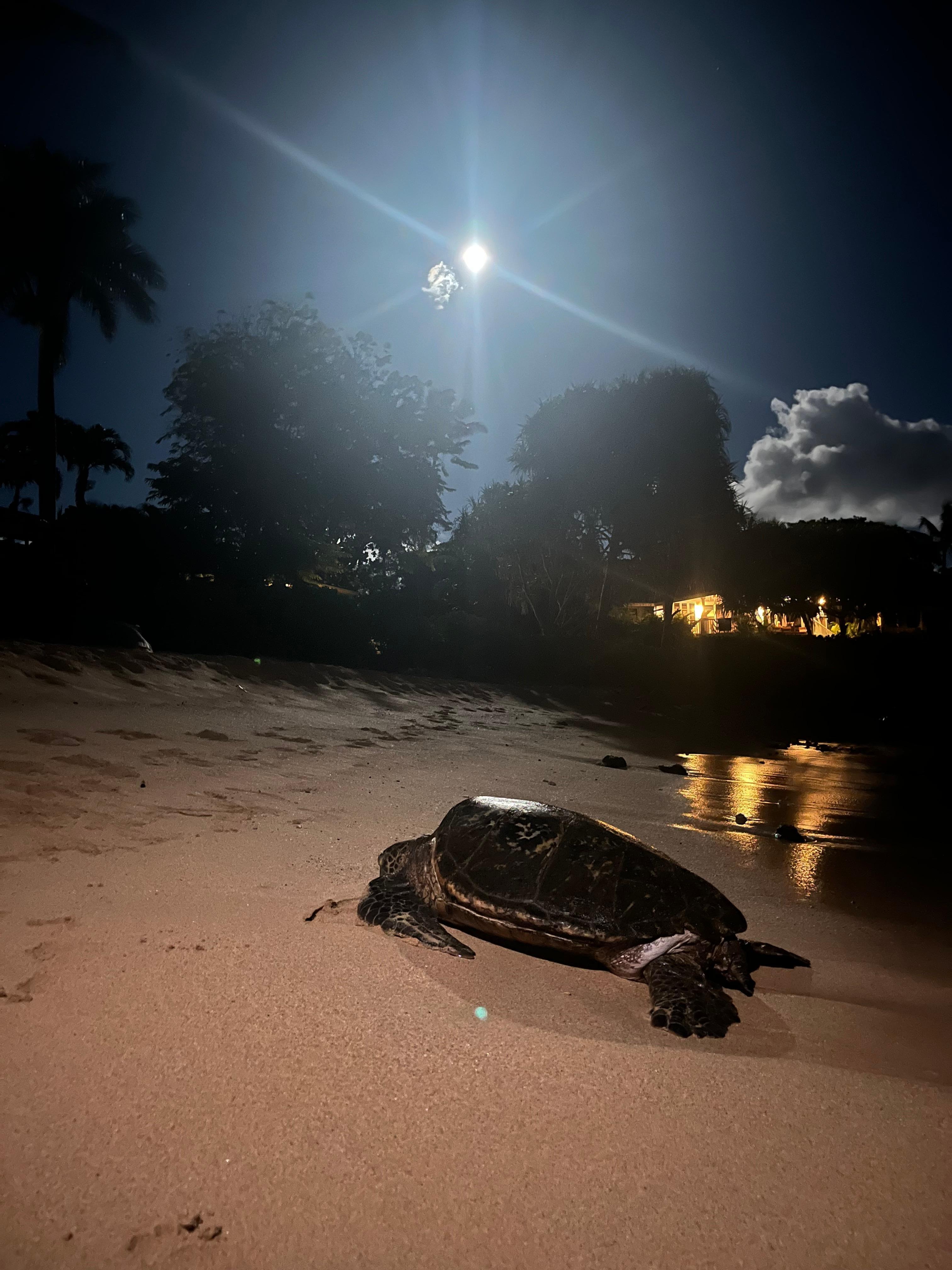 Full moon and a turtle 
