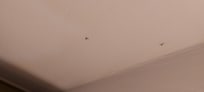 tote Insekte an der Wand
