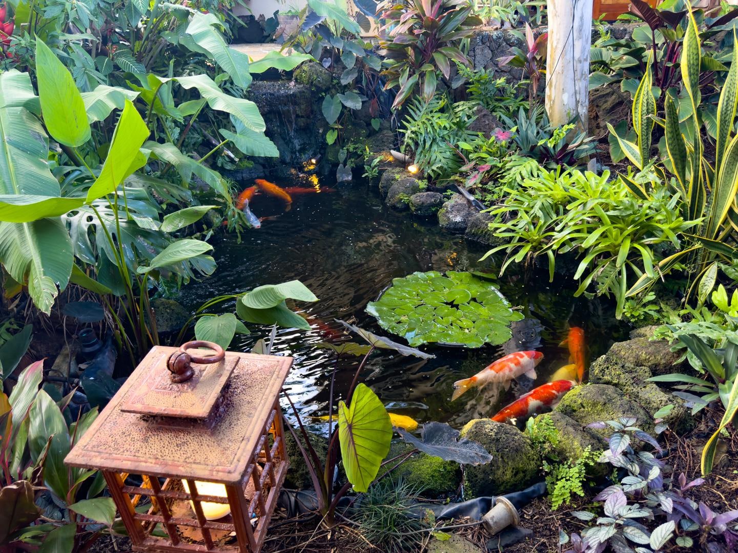 Koi pond in the courtyard