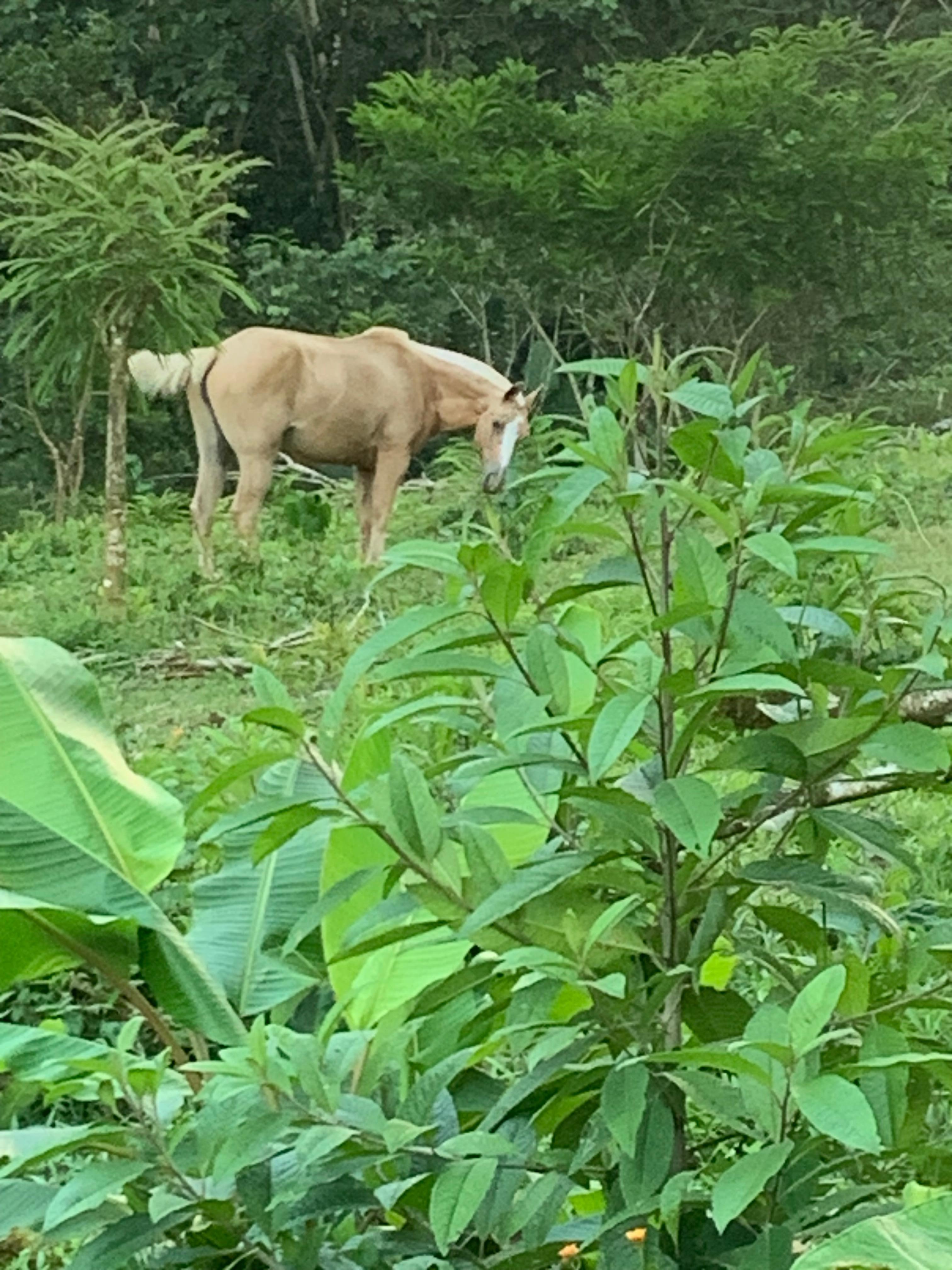 Special view from the backyard