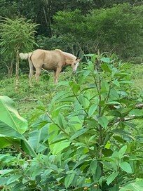 Special view from the backyard