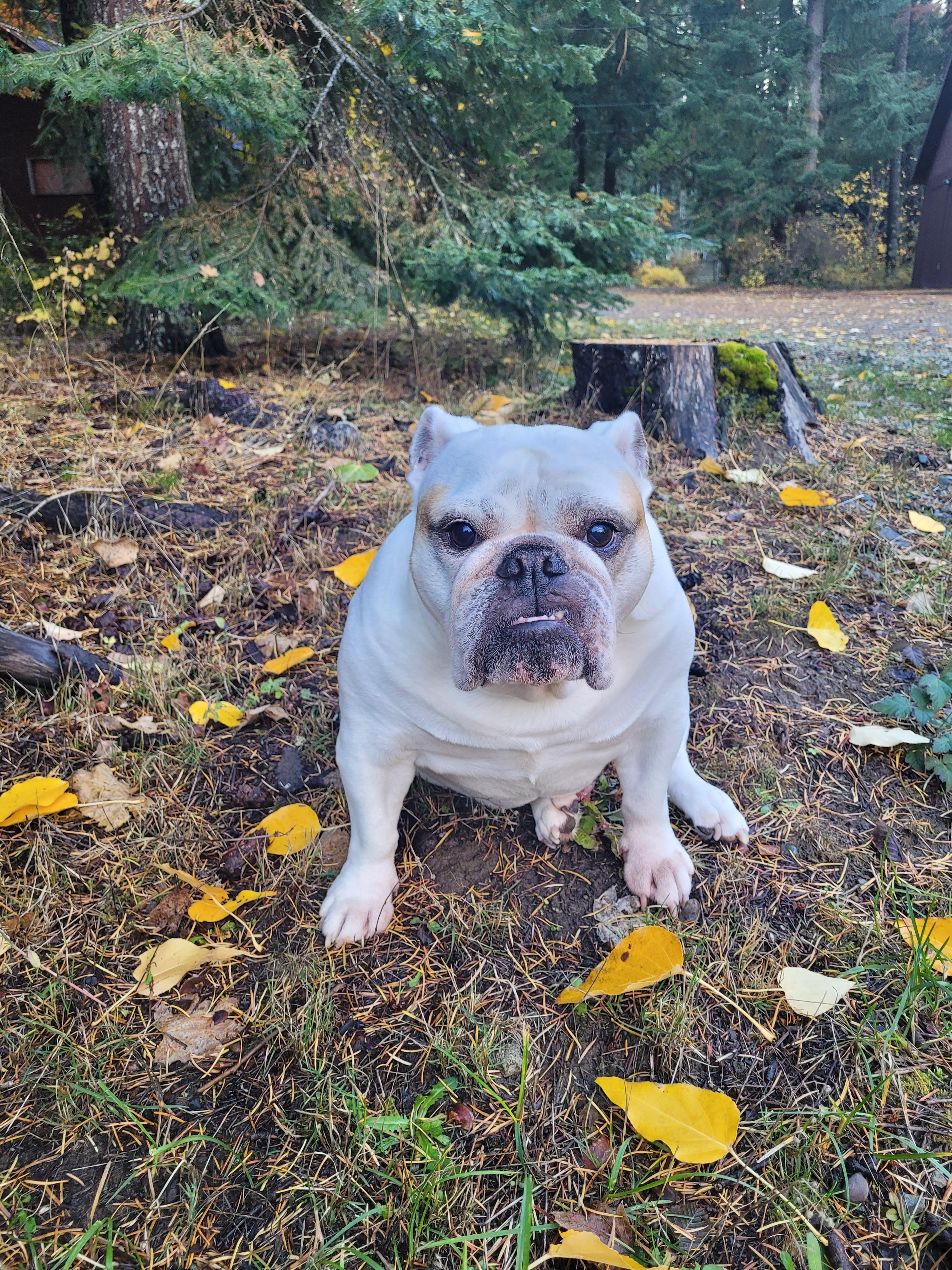 Bella the Mountain Dog 