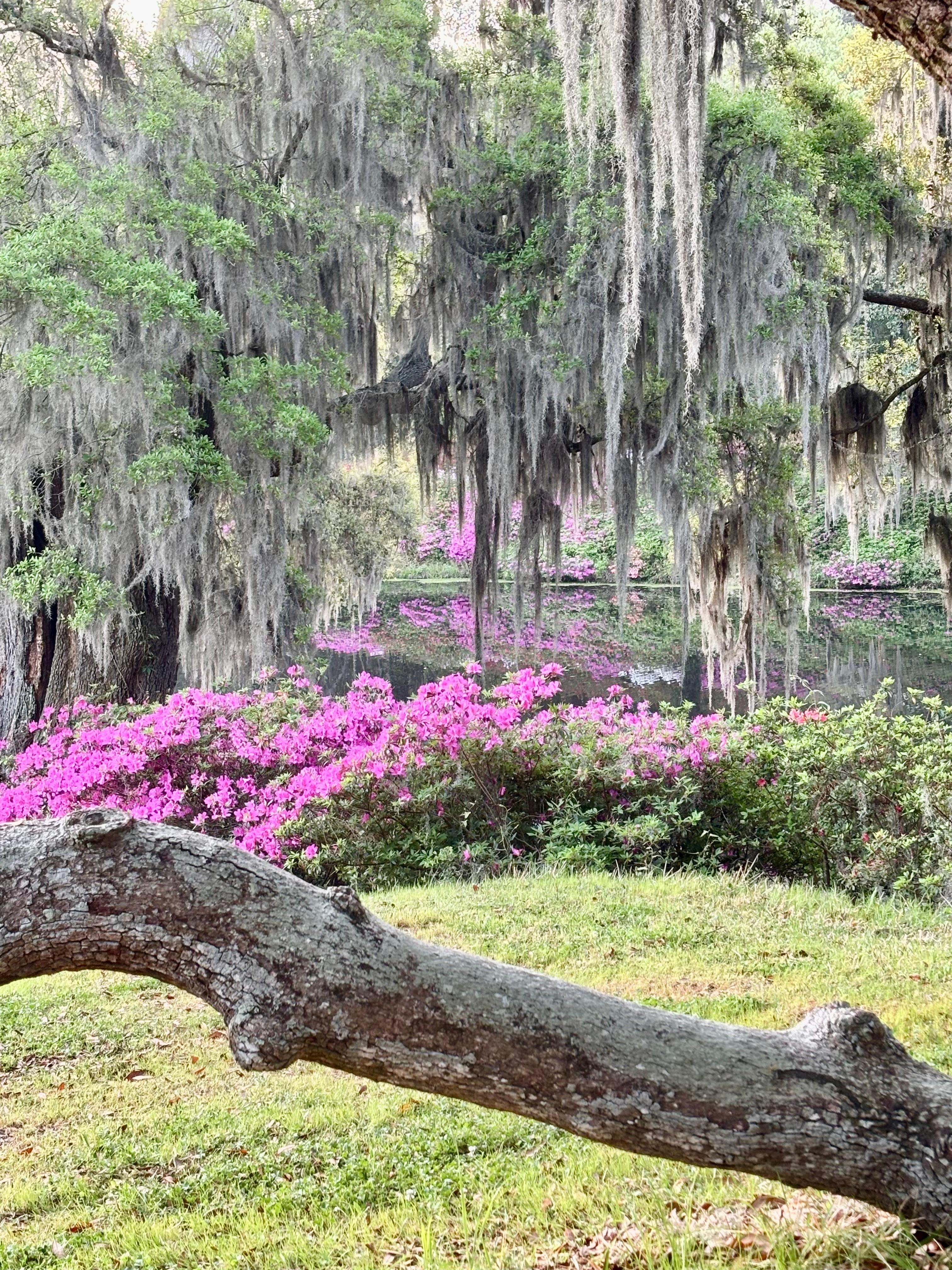 Overlooking the Mill pond