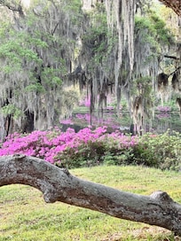 Overlooking the Mill pond