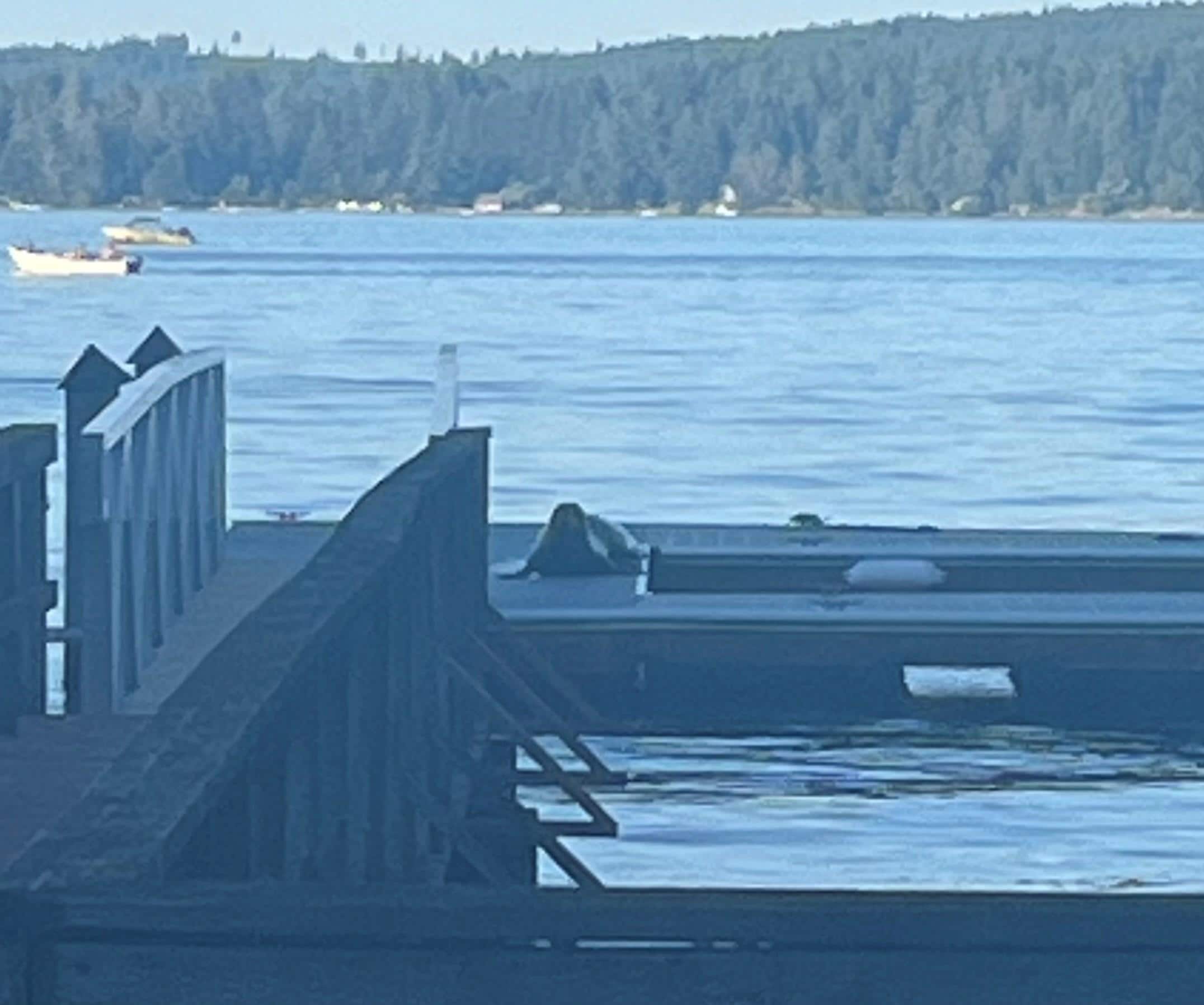 Seal on the dock!