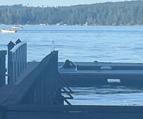 Seal on the dock!
